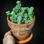 خرید سدوم مورگانیانوم برای طراحی فضای سبز در کنار استخرهای خانگی