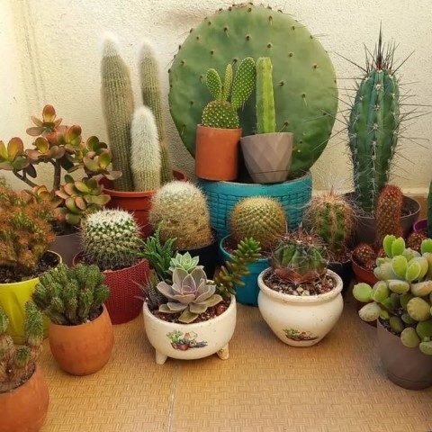 کاکتوس مناسب برای تزئین اتاق خواب