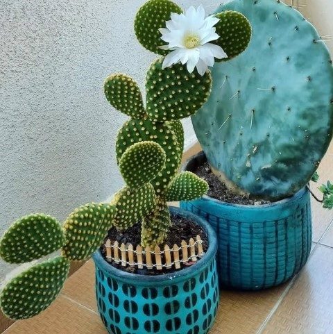 سفارش کاکتوس برای طراحی داخلی مراکز درمانی