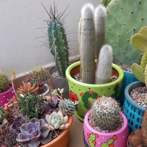 سفارش کاکتوس برای تزئین کناره‌های پنجره