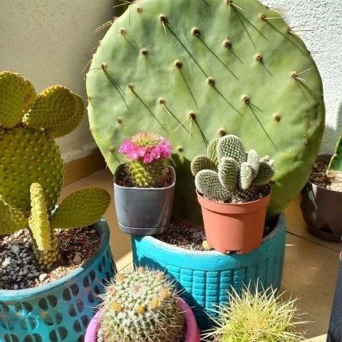 خرید کاکتوس برای فضاهای تجاری