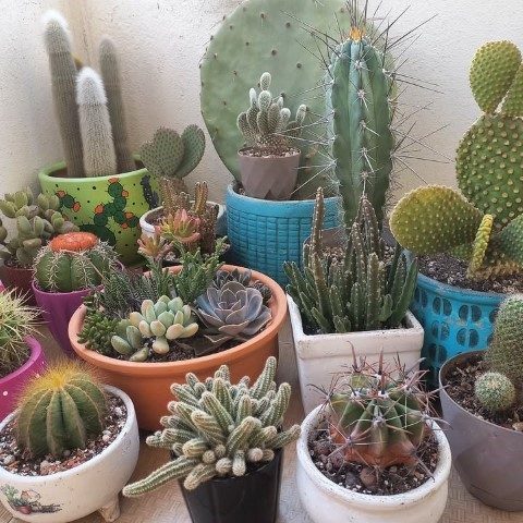 کاکتوس مناسب برای طراحی فضای سبز اداری