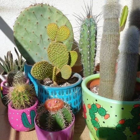 کاکتوس مناسب برای تزئین فضای پذیرایی