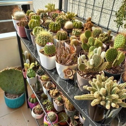 خرید اینترنتی کاکتوس برای زیباسازی بالکن