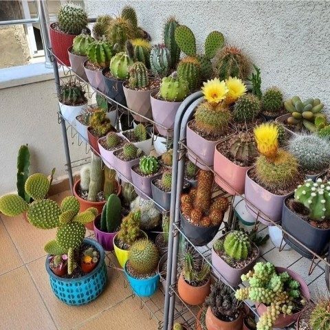 سفارش کاکتوس برای تزئین لابی ساختمان
