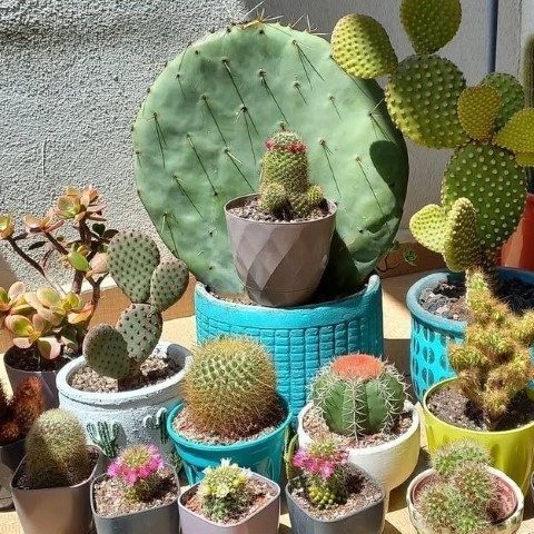 کاکتوس مناسب برای فضای آرامش‌بخش تراس