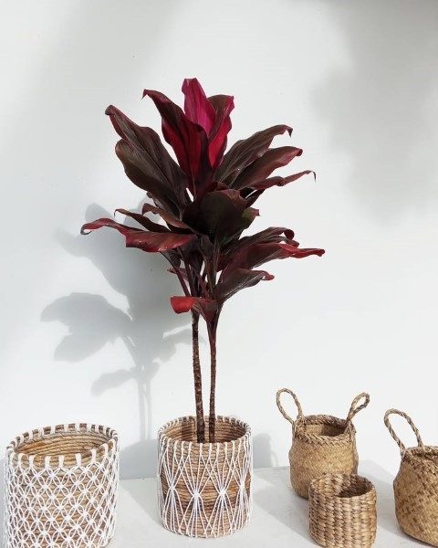 استفاده از گیاه کردیلین برای فضای سبز فضاهای عمومی