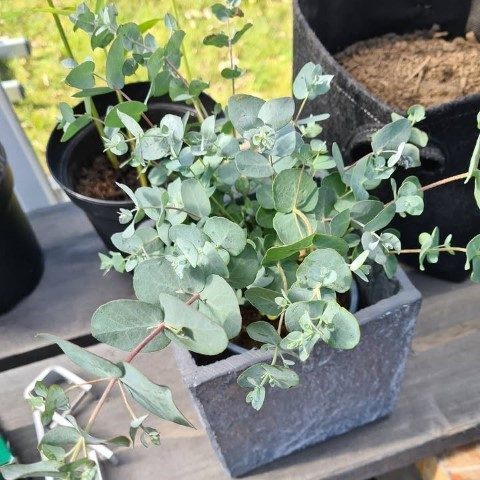 گیاه اکالیپتوس برای زیباسازی فضای سبز بیرونی