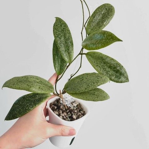 گیاه شمعی برای هدیه دادن در مراسم