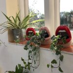 خرید عشقه برای تزئین فضای سبز در بیمارستان‌ها