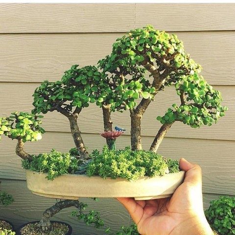 خرید کراسولا خرفه‌ای برای طراحی فضاهای سبز اداری