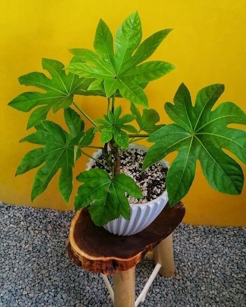 استفاده از آرالیای برگ پهن ژاپنی برای تزیین فضای تراس‌ها و حیاط‌های داخلی