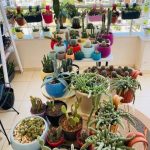 خرید اینترنتی کاکتوس برای فضای آرامش‌بخش خانه