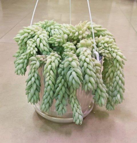 خرید سدوم مورگانیانوم برای طراحی فضای سبز در اتاق خواب