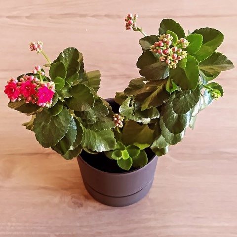 خرید آنلاین کالانکوئه برای فضای داخلی منزل