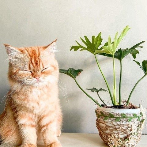 فیلودندرون برگ انجیری برای فضاهای باز و تراس