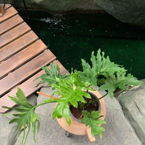 استفاده از فیلودندرون برگ انجیری برای فضاهای کوچک