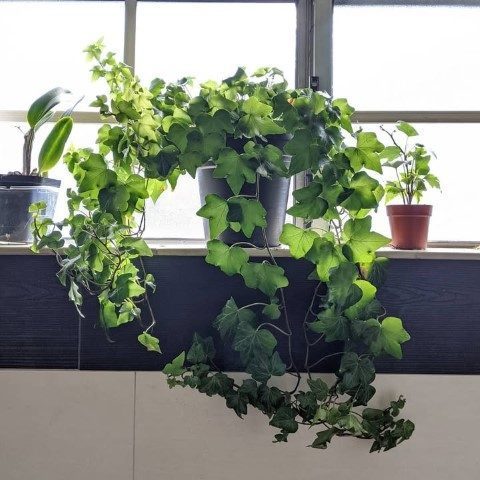 پاپیتال برای تزئین دیوارهای داخلی پارکینگ
