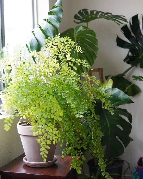 خرید پرسیاوشان برای استفاده در فضاهای درمانی و بیمارستان‌ها
