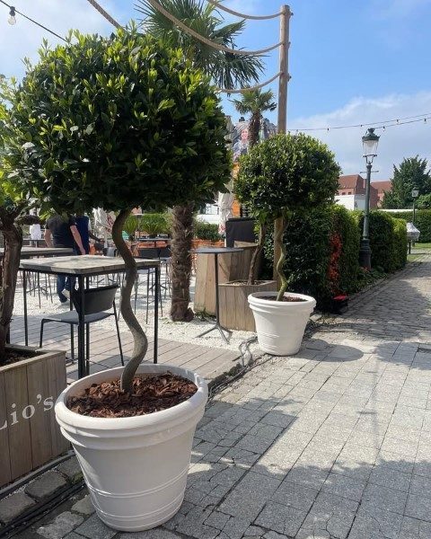 سفارش برگ بو برای طراحی فضاهای کوچک آپارتمانی
