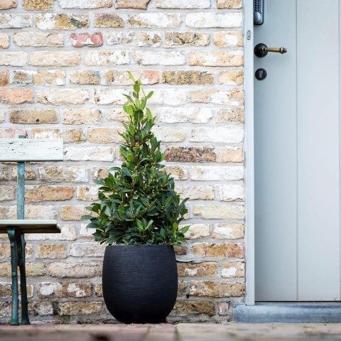 برگ بو مناسب برای دکوراسیون ویلاهای لوکس