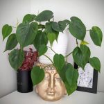 استفاده از فیلودندرون برگ قلبی برای فضای تجاری