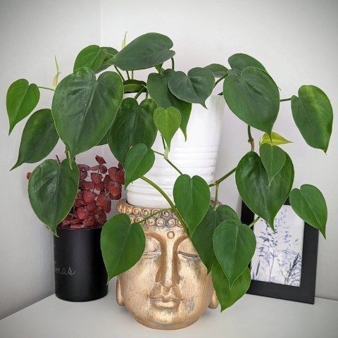 استفاده از فیلودندرون برگ قلبی برای فضای تجاری