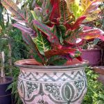 گیاه کروتون برای فضاهای کوچک