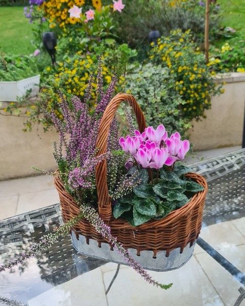 استفاده از گل نگون سار برای ایجاد فضای سبز در مناطق خشک