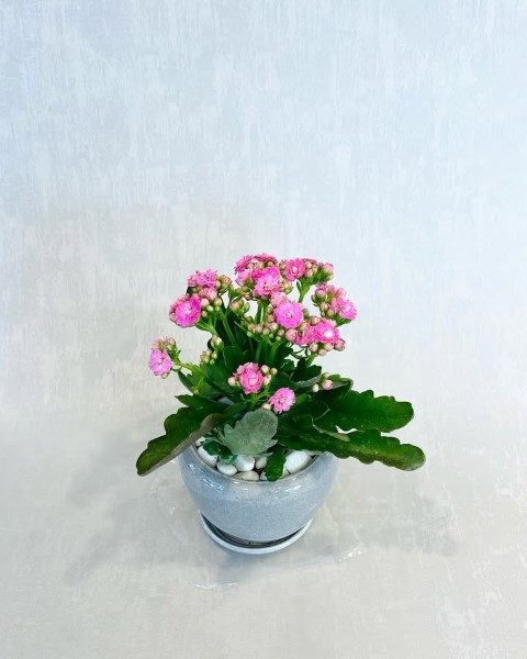 کالانکوئه مناسب برای فضای داخلی منزل کوچک