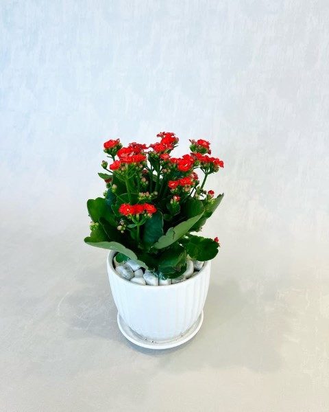 گیاه کالانکوئه برای استفاده در دکور آشپزخانه