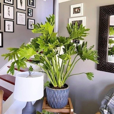 خرید فیلودندرون برگ انجیری برای فضاهای داخلی کتابخانه‌ها