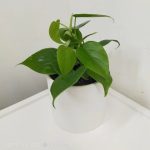 فیلودندرون برگ قلبی برای تزئین فضای مدرن