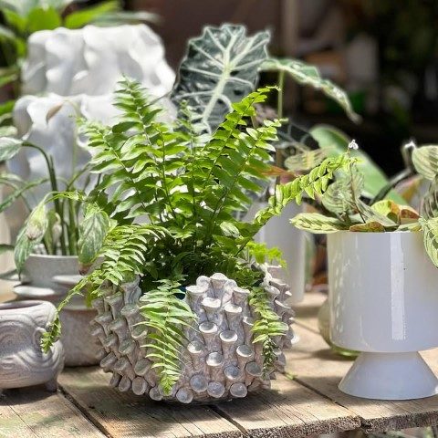 سفارش سرخس بوستون برای ایجاد یک فضای آرامش‌بخش در اتاق خواب