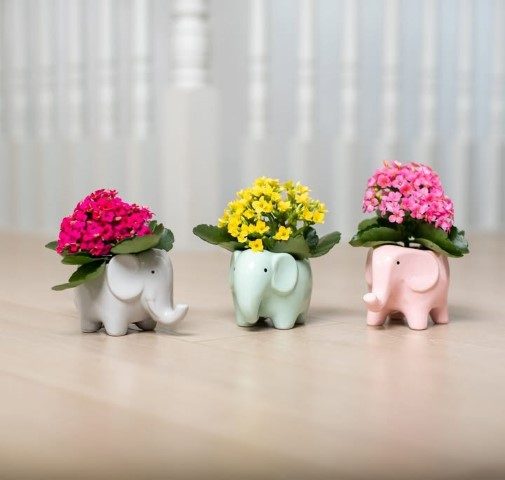 کالانکوئه گیاه مقاوم برای فضای کم نور