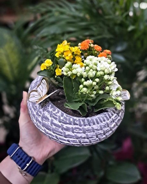 گیاه کالانکوئه برای استفاده در دکور فضاهای عمومی