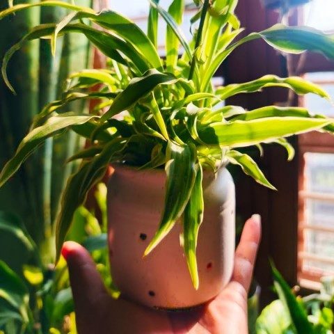 خرید گیاه گندمی برای فضاهای کاری خلاقانه
