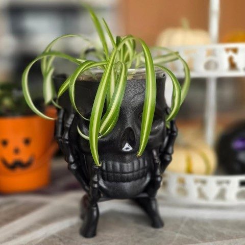 گیاه گندمی برای تزئین فضاهای عمومی و تجاری