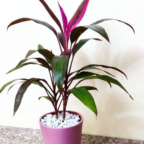 گیاه کردیلین برای اضافه کردن رنگ به دکور منزل