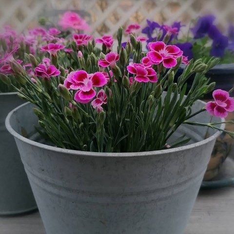 میخک برای پر کردن فضای خالی در گلدان