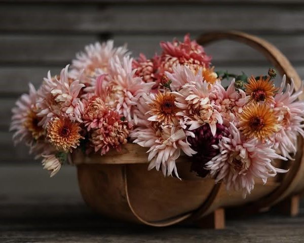 خرید گل داوودی برای تزئین حیاط خانه