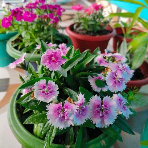 خرید میخک برای استفاده در فضای سبز