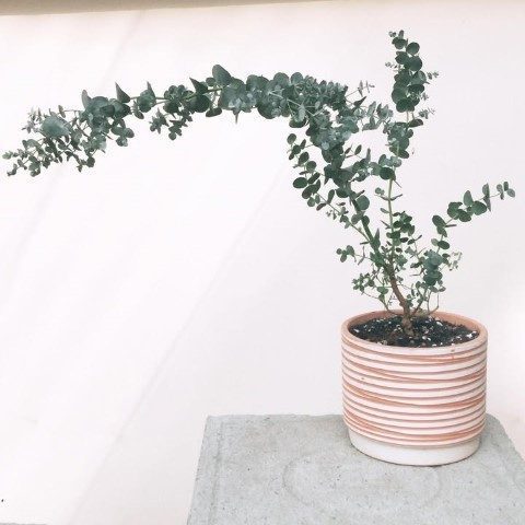 گیاه اکالیپتوس برای فضای باز حیاط خانه