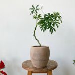 خرید شفلرا برای تزئین دکوراسیون هال و پذیرایی