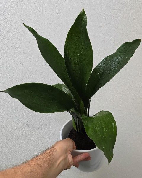 برگ عبایی مناسب برای تزئین فضای سبز دفاتر کار