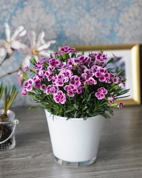 میخک گیاهی عالی برای هدیه روز مادر