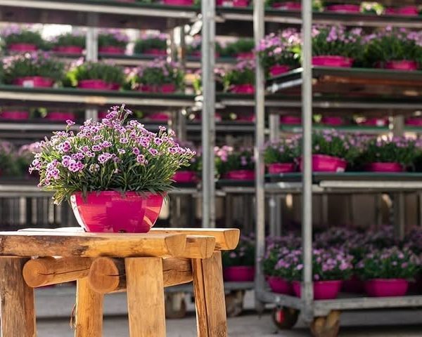 میخک گیاهی مناسب برای محیط‌های کم نور