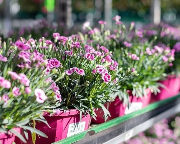 خرید میخک برای باغچه و فضای باز