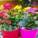 خرید کالانکوئه برای تزئین حیاط کوچک