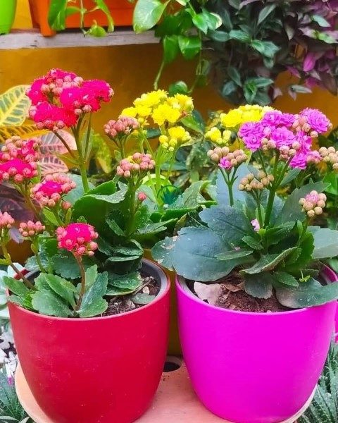 خرید کالانکوئه برای تزئین حیاط کوچک